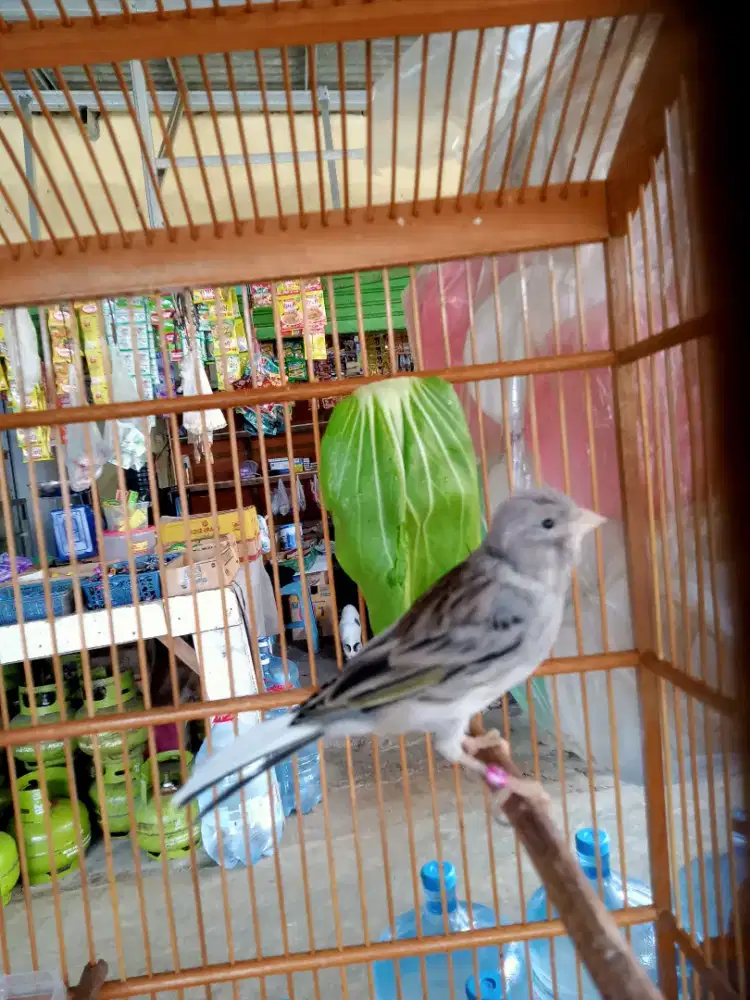 Burung kenari starblue