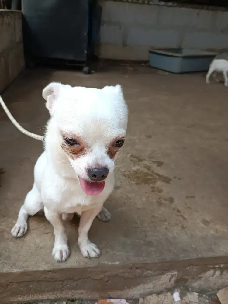 Cihuahua jantan dewasa