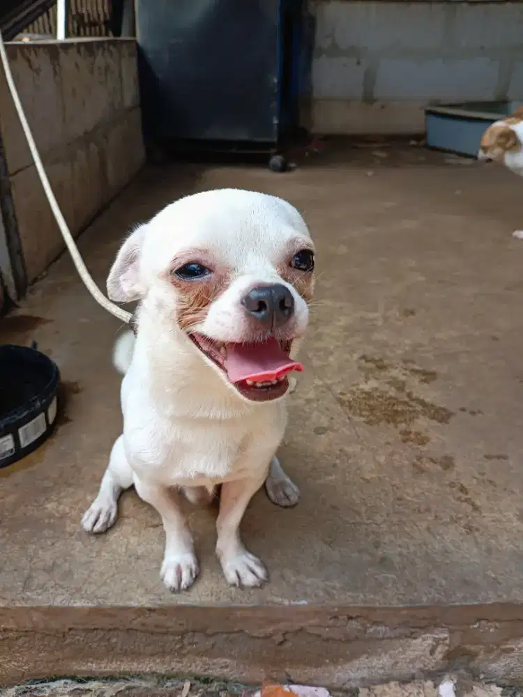 Cihuahua jantan 18 bulan