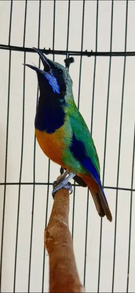 Cc pala abu isian istimewa power full