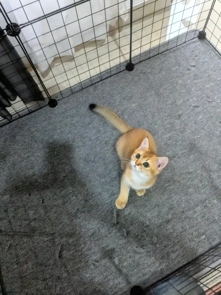 BSH/BRITISH SHORTHAIR GOLDEN NY 11/12 BETINA NONPED