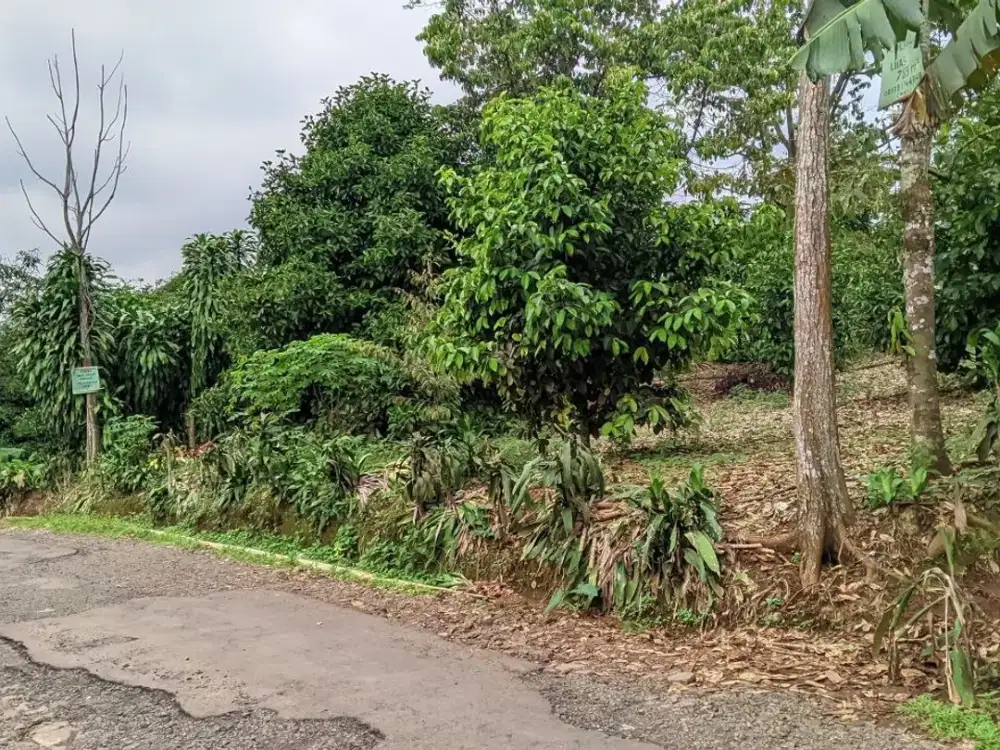 KEBUN DURIAN, MANGGIS DAN ALPUKAT, STRATEGIS 200M KE JALAN PROVINSI.
