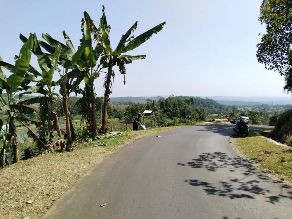 PEMANDANGAN SAWAH YANG MEMPESONA.  JUAL SAWAH PRODUKTIF BISA 3X PANEN