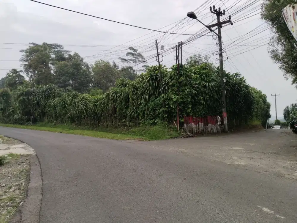 TANAH MURAH | KEBUN BUAH NAGA DI JL. RAYA BOJONG DARANGDAN PURWAKARTA.