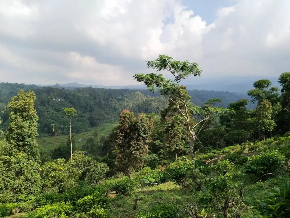 Dijual tanah kebun view persawahan dan pegunungan