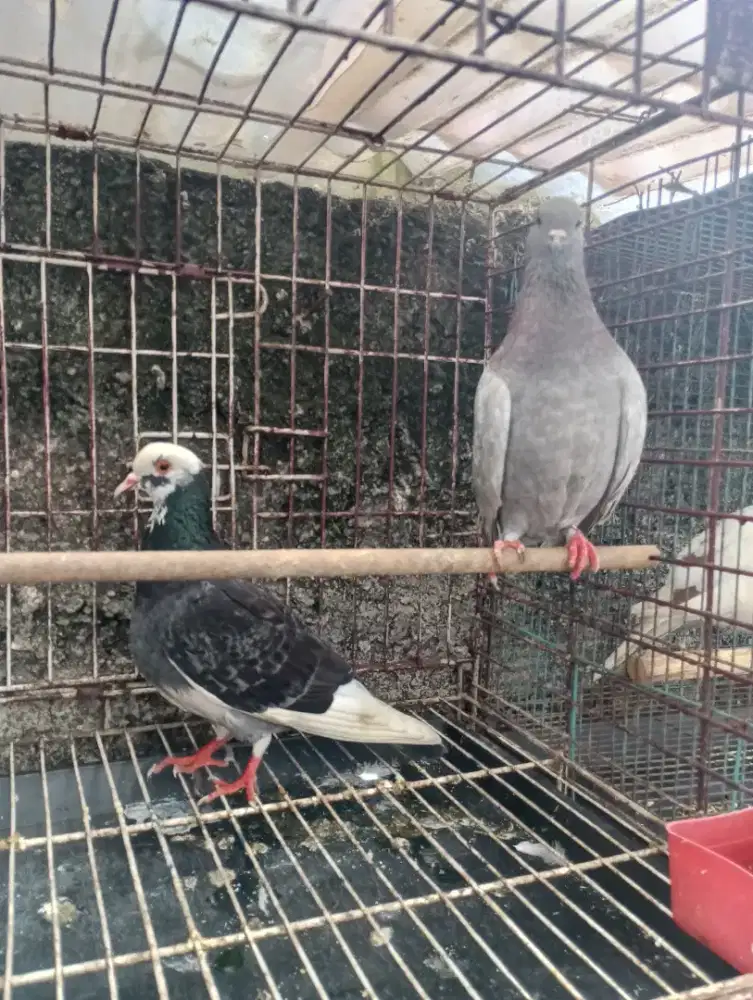 Burung Dara Merpati 3 Ekor 60 nett