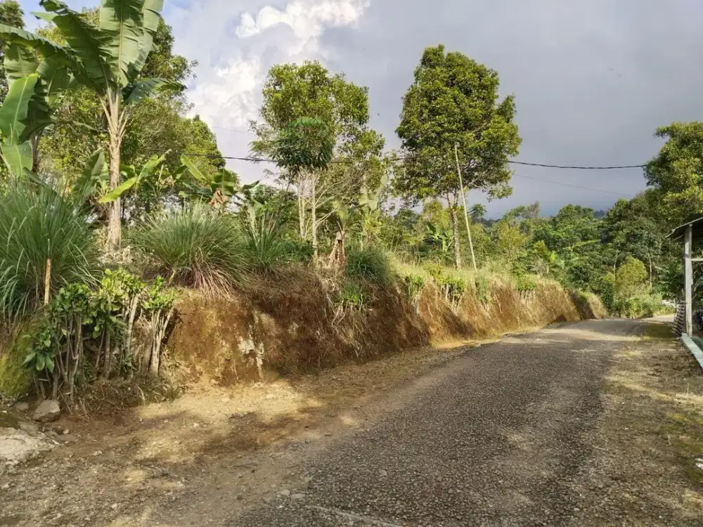 Dijual Kebun | Tanah Subur : Kebun Cengkeh Dan Manggis View Sawah