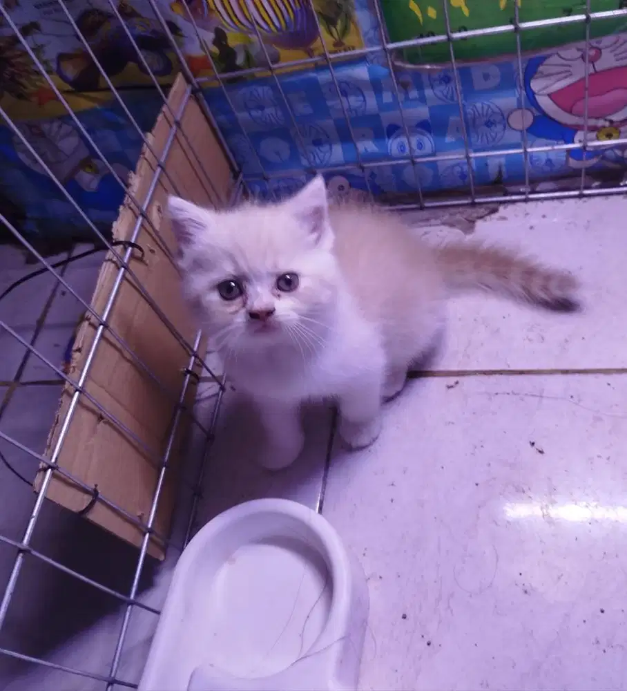 Cebol bpk bsh x ibuk scottish