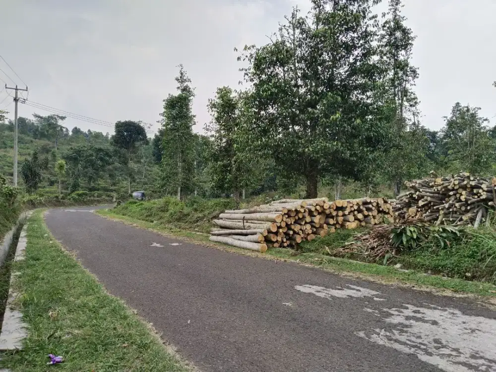 DIJUAL Cepat Tanah Dimurahkan, Subur Perkebunan, Rumah, Vila