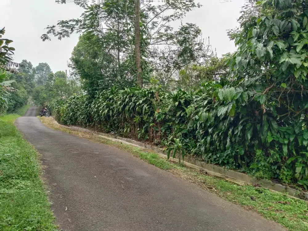 DIJUAL TANAH KEBUN CENGKEH DAN TEH ADA VIEW BISA UNTUK VILA, RUMAH