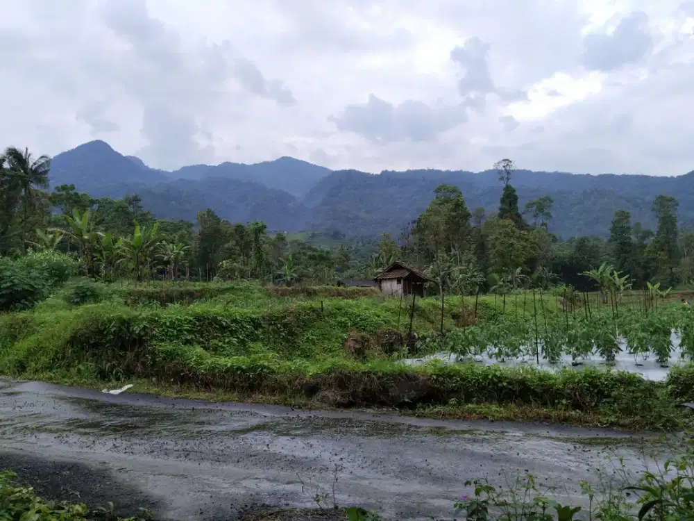 802 MDPL. Tanah Sawah Banyak Bonus View Gunung Batas Saluran Air.