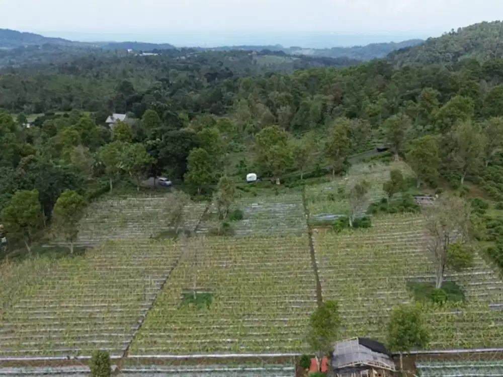 Dijual Kebun DATAR : Cengkeh Dan Teh Di Jl. Raya Kiarapedes Wanayasa