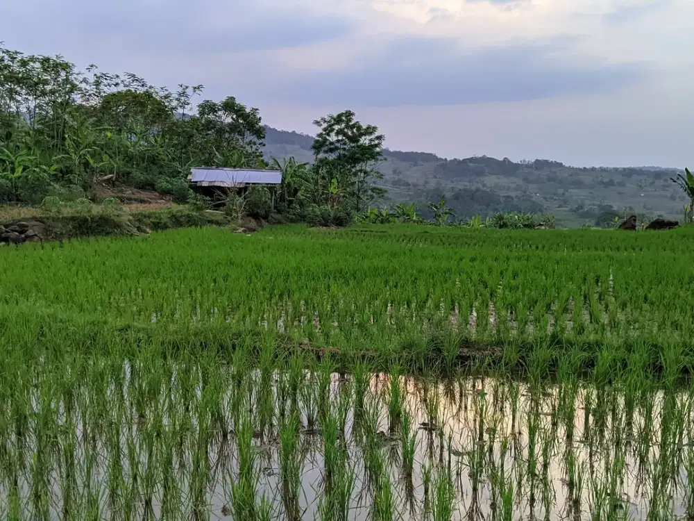 Jual tanah Sawah || 3X Panen || Air Melimpah