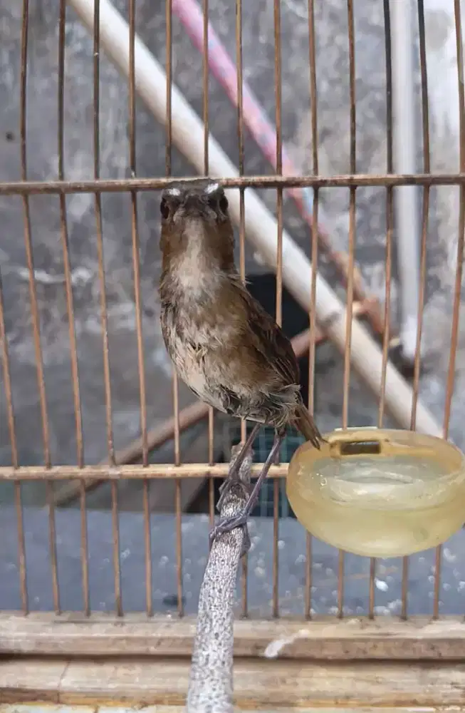 Burung jongkangan coklat jantan gacor sudah joged2