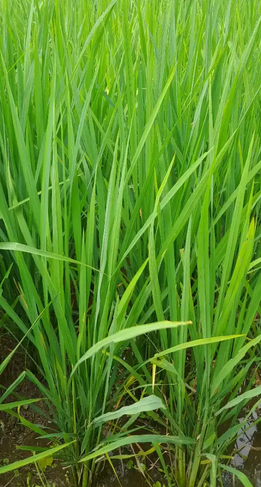 SAYA MENCARI PEKERJAAN