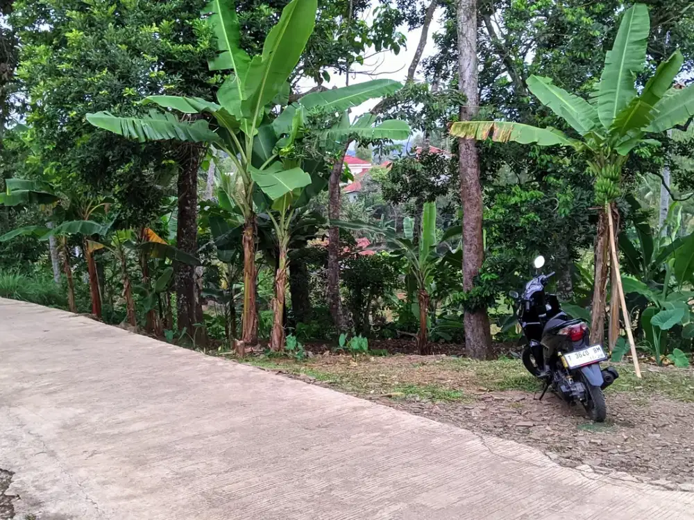 Dijual Tanah Sawah || 9 Kwintal Hasil Panen