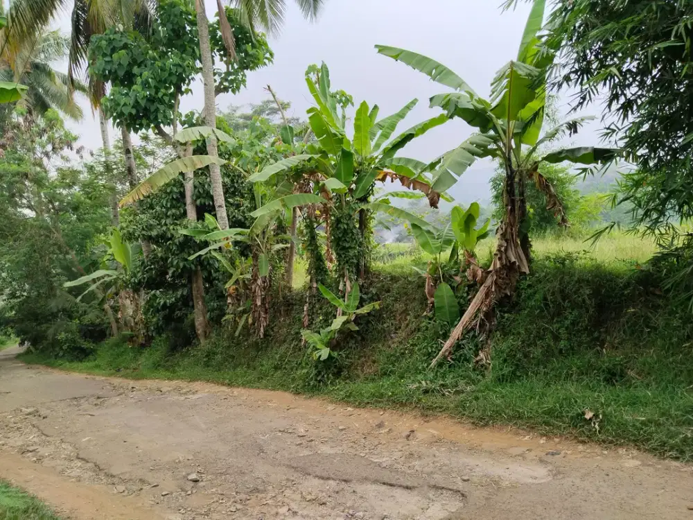 Tanah ladang || Untuk perkebunan, Vila || Ternak