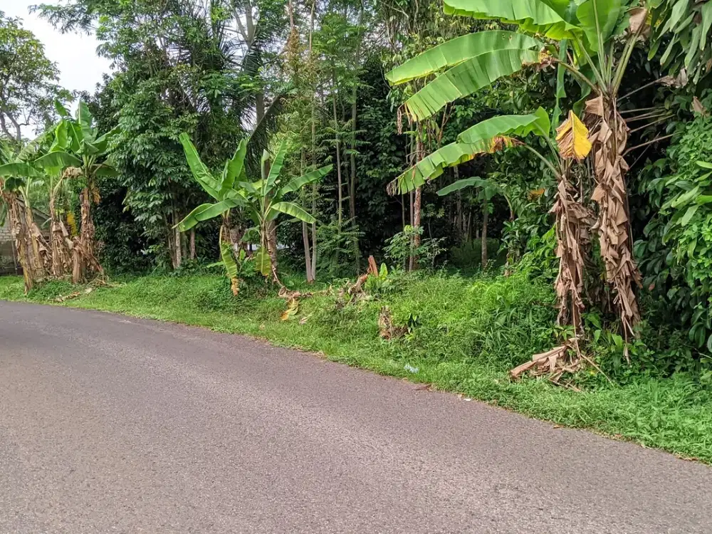 Jual Kebu Manggis || Pinggir Jalan Raya Kiarapedes Wanayasa Purwakarta