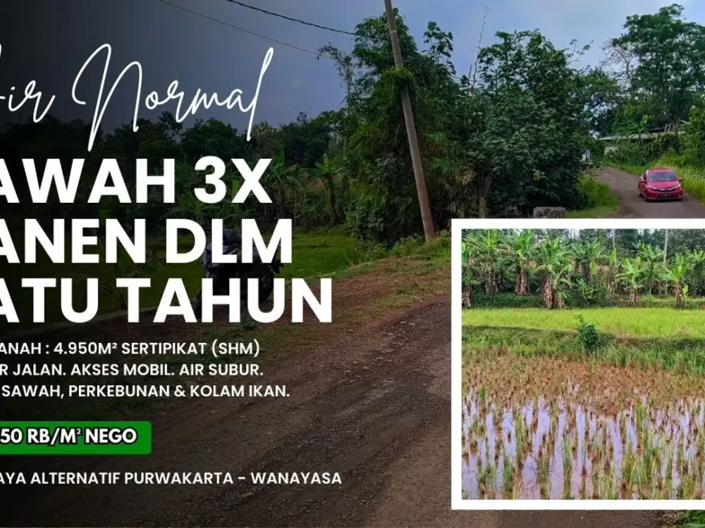SAWAH PRODUKTIF || DI TENGAH PERKAMPUNGAN