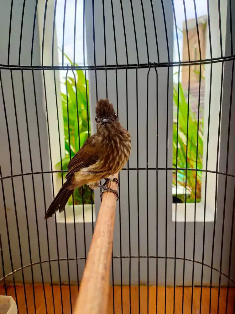 Sirisiri kecil sumatera masteran gak kalah ma cucak jenggot