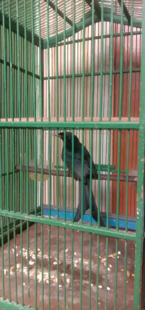 Di jual cepat srigunting hitam ORI Jawa jarang ada