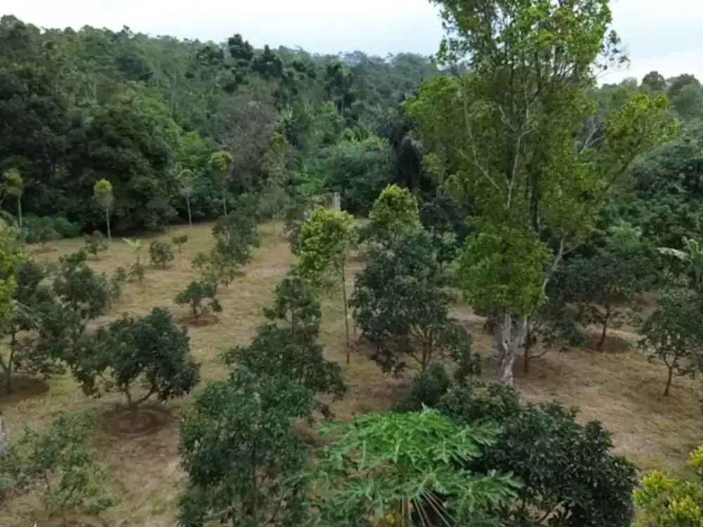 DIJUAL SEGERA KEBUN : Alpukat - Durian  Dan Cengkeh Di Wanayasa PWK