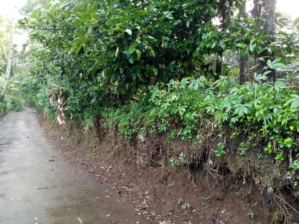 DIJUAL KEBUN MANGGIS DI WANAYASA DI LINGKUNGAN SEJUK DAN SUBUR