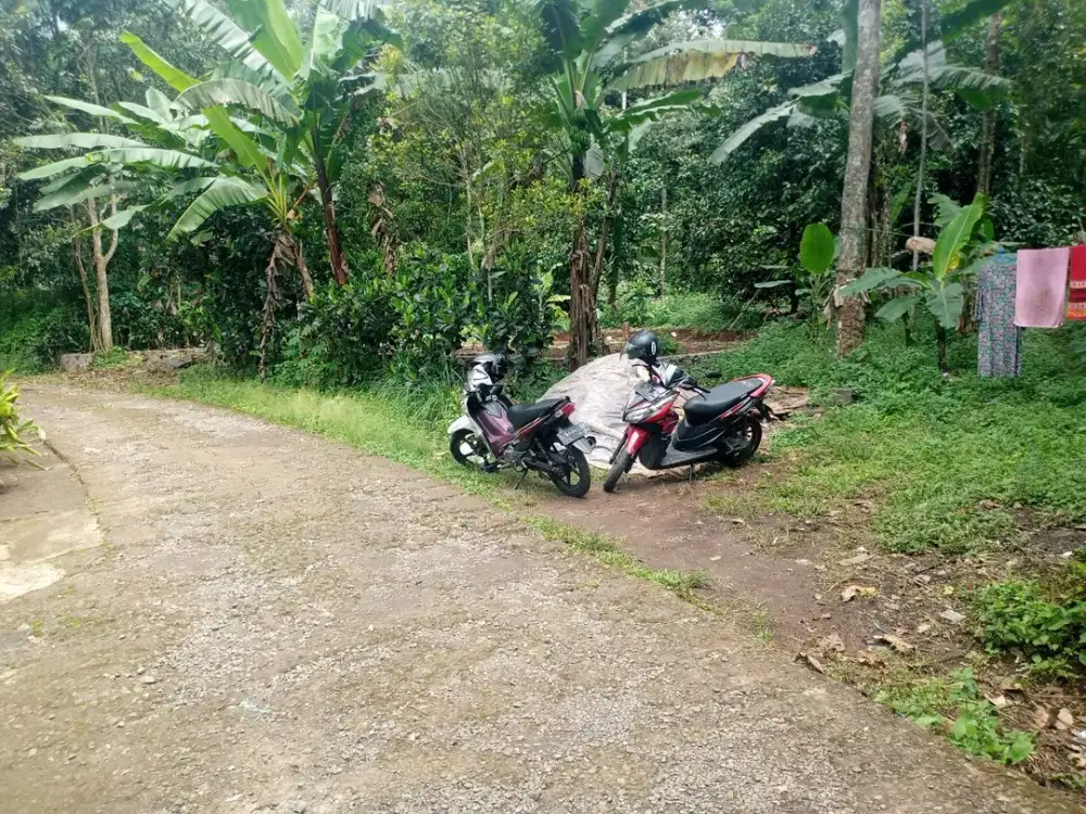 DIJUAL KEBUN DUREN FULL POHON DUREN  SERTA BEBERAPA POHON MANGGIS SIAP