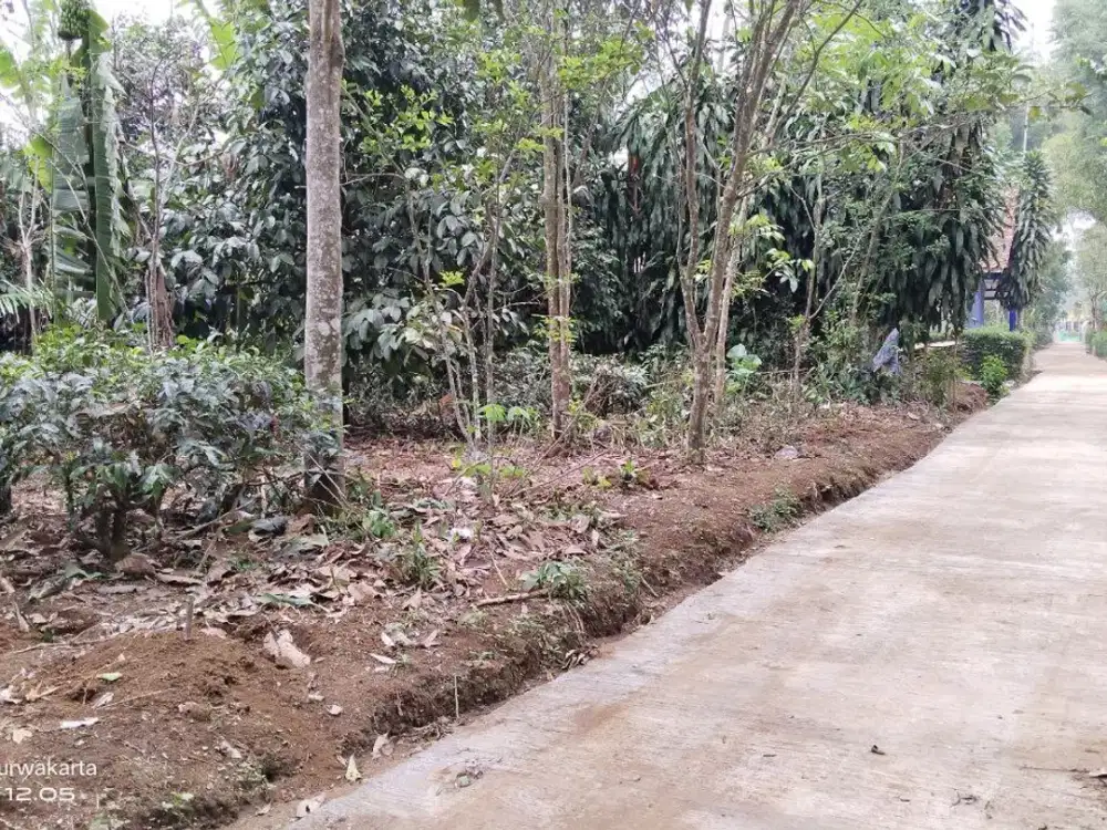 Rp. 150 Rb/M² Kebun Manggis Tinggal Panen Jeruk, Pala, Durian