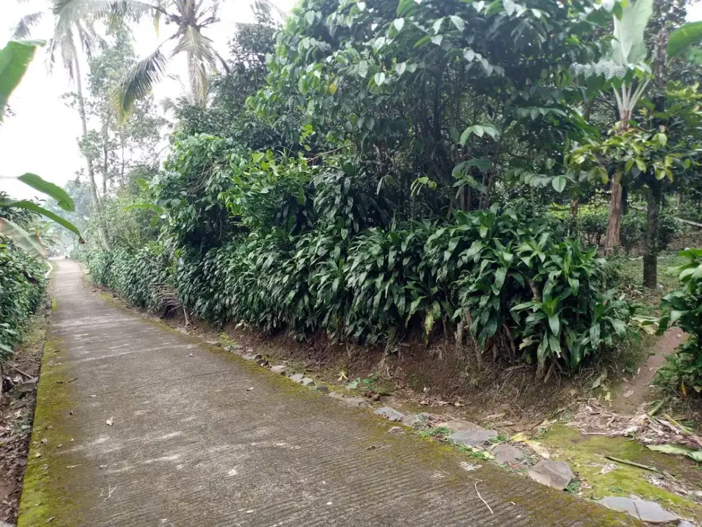 DIJUAL KEBUN MANGGIS (FULL MANGGIS) DILENGKAPO DGN POHON - POHON TEH.