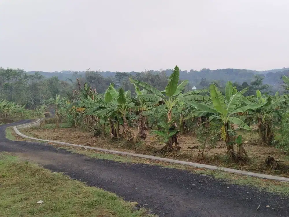 TANAH KEBUN Super Adem, Super Subur, Dekat Pemukiman