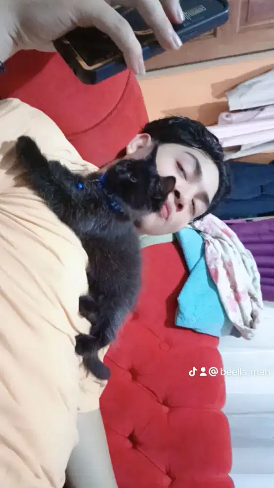 Open adop kucing Persia bulu kapas