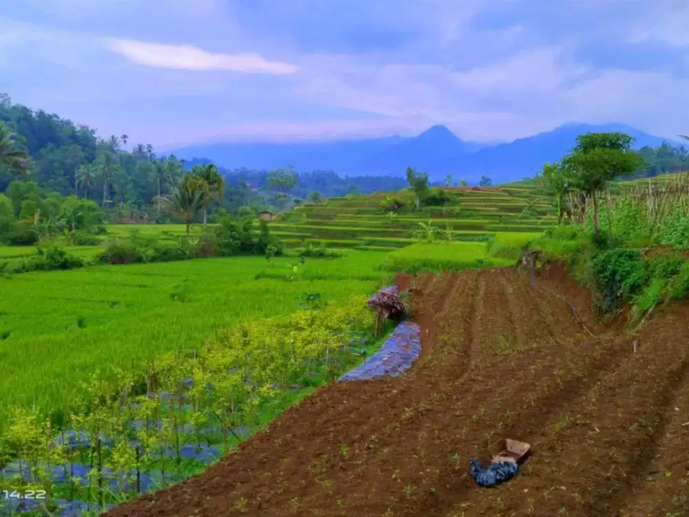 Jual Sawah Rp. 300.000/M² Nego | Sawah Super Produktif, Adem, Sejuk