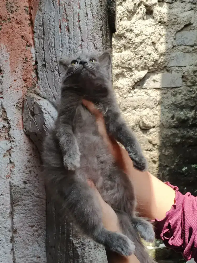 Kucing kitten persia abu solid