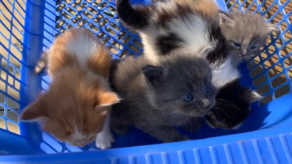 ANAKAN KUCING PERSIA MEDIUM