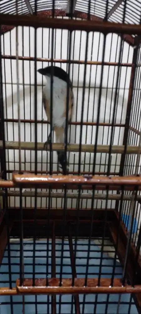 Jual burung cendet(BURJA)