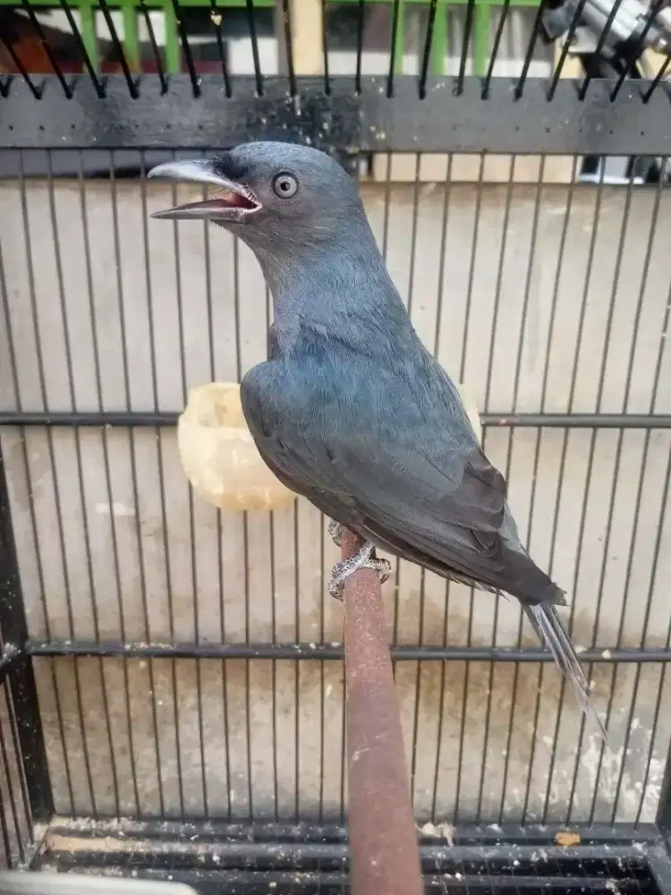 Srigunting kelabu mata putih pastol isian istimewa