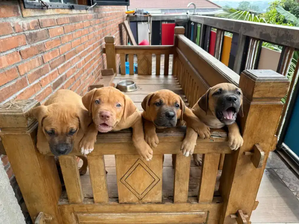 Anak Anjing Pitbull Betina