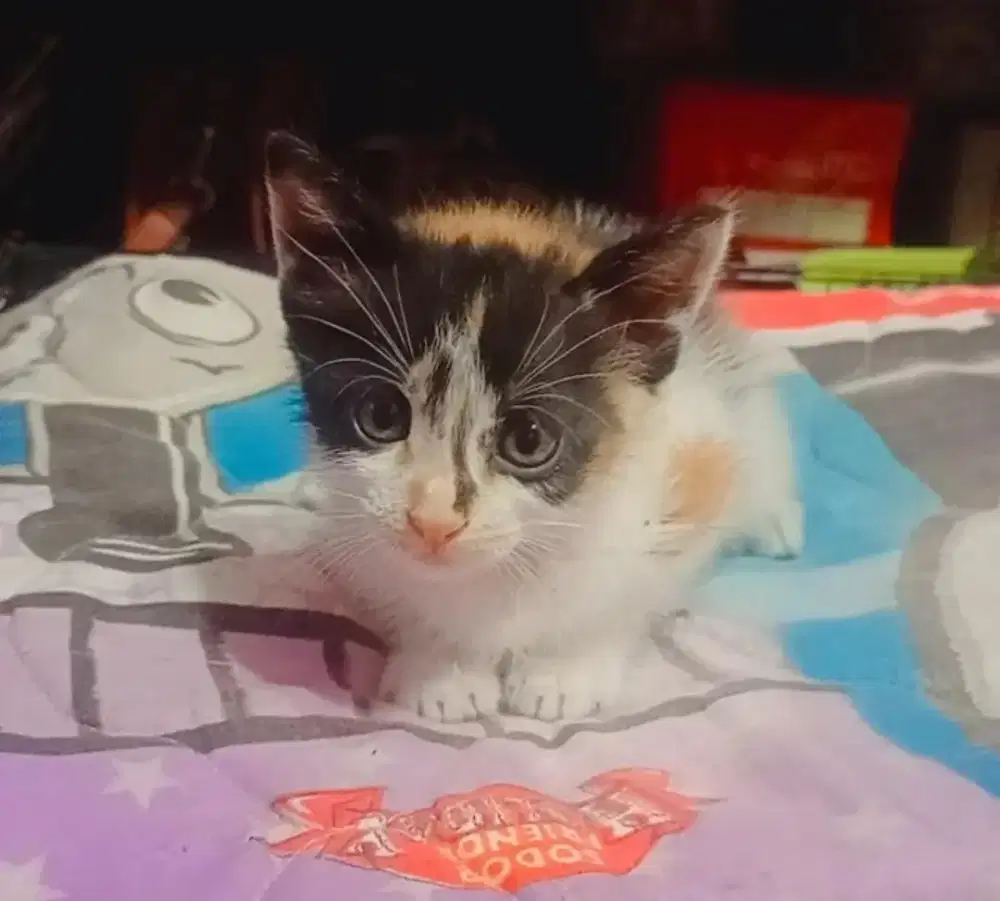 Kitten Persia umur 2 bulan