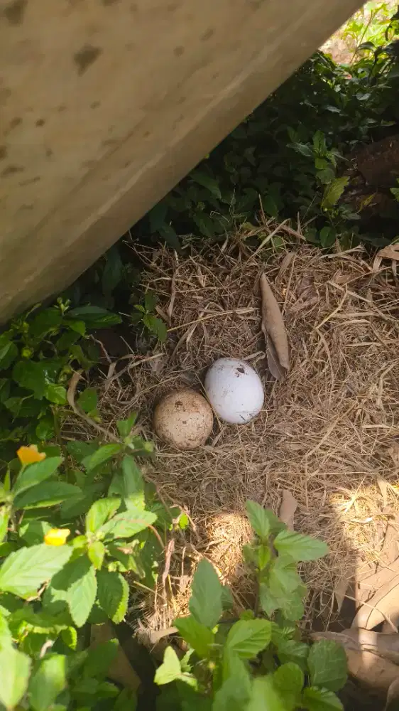 Telur Angsa/Soang Pertama Kali Bertelur