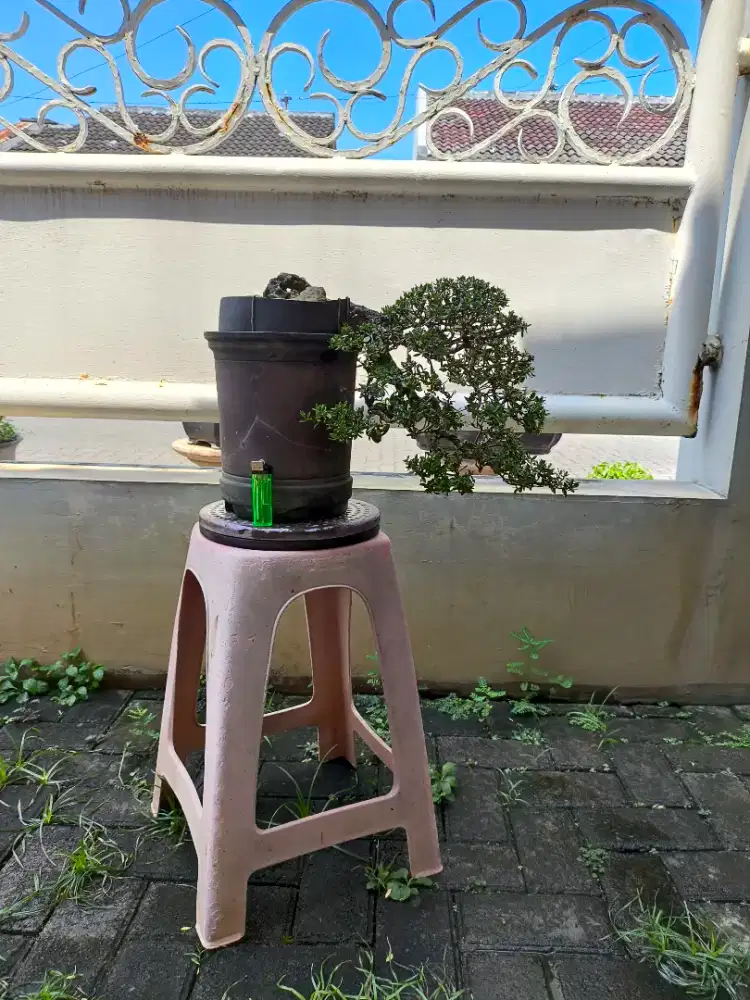 Bonsai santigi cascade