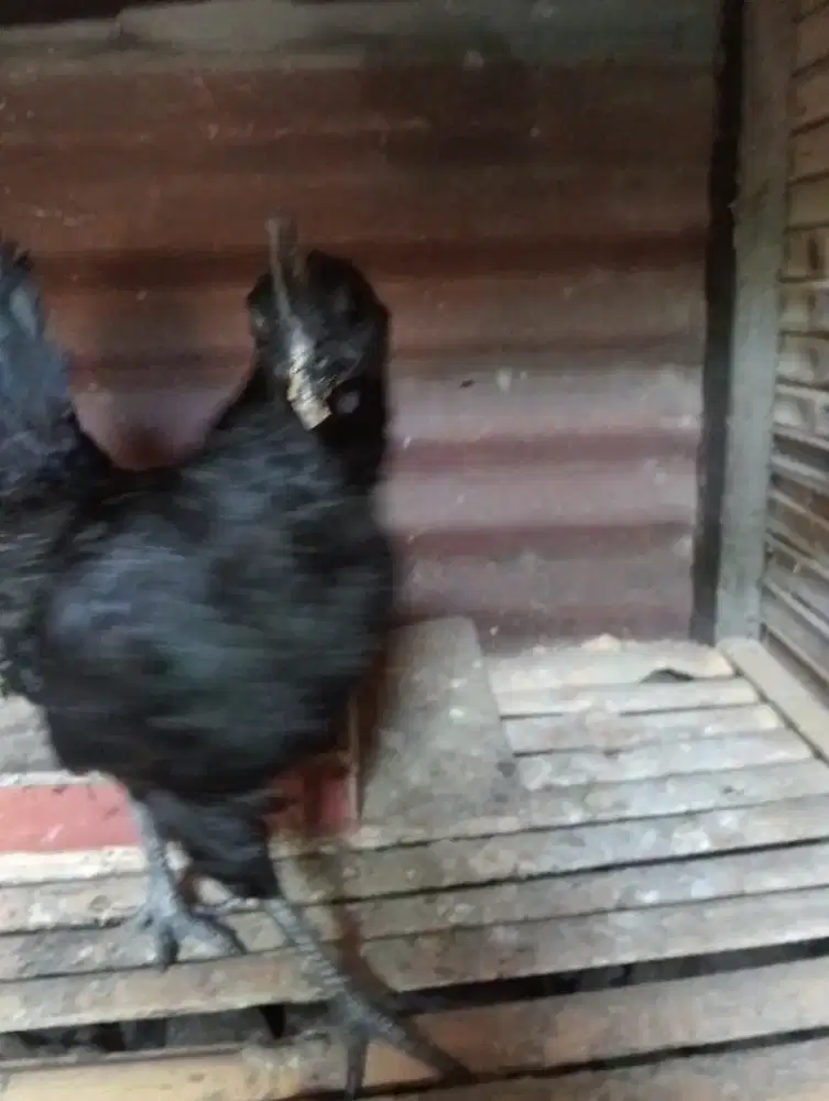 Ayam cemani betina