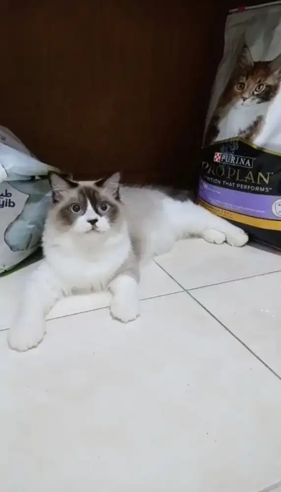 Ragdoll cat bicolor