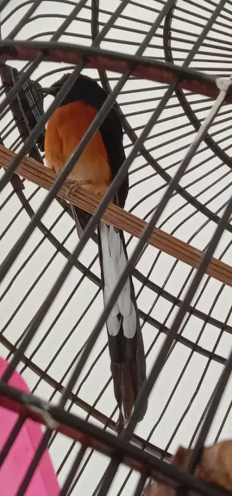 Murai batu ekor 18cm harian. Bunyi .bueng saja