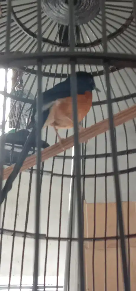 Murai batu ekor 18cm harian. Bunyi .burung saja