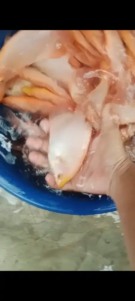 Gurame Padang atau merah