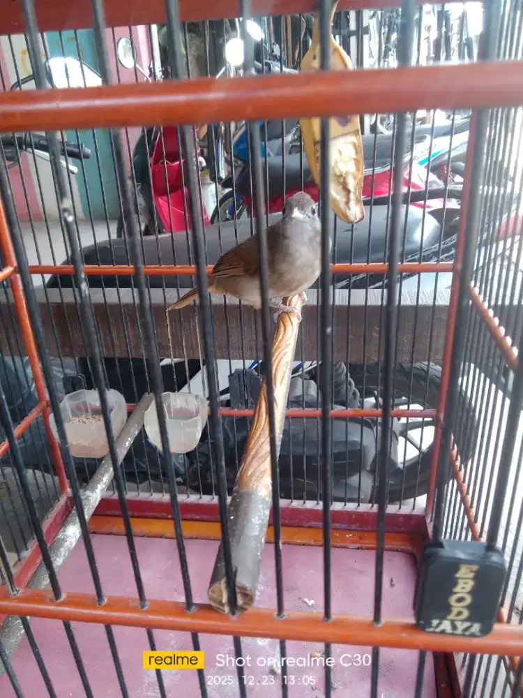 Kapas tembak ya agan