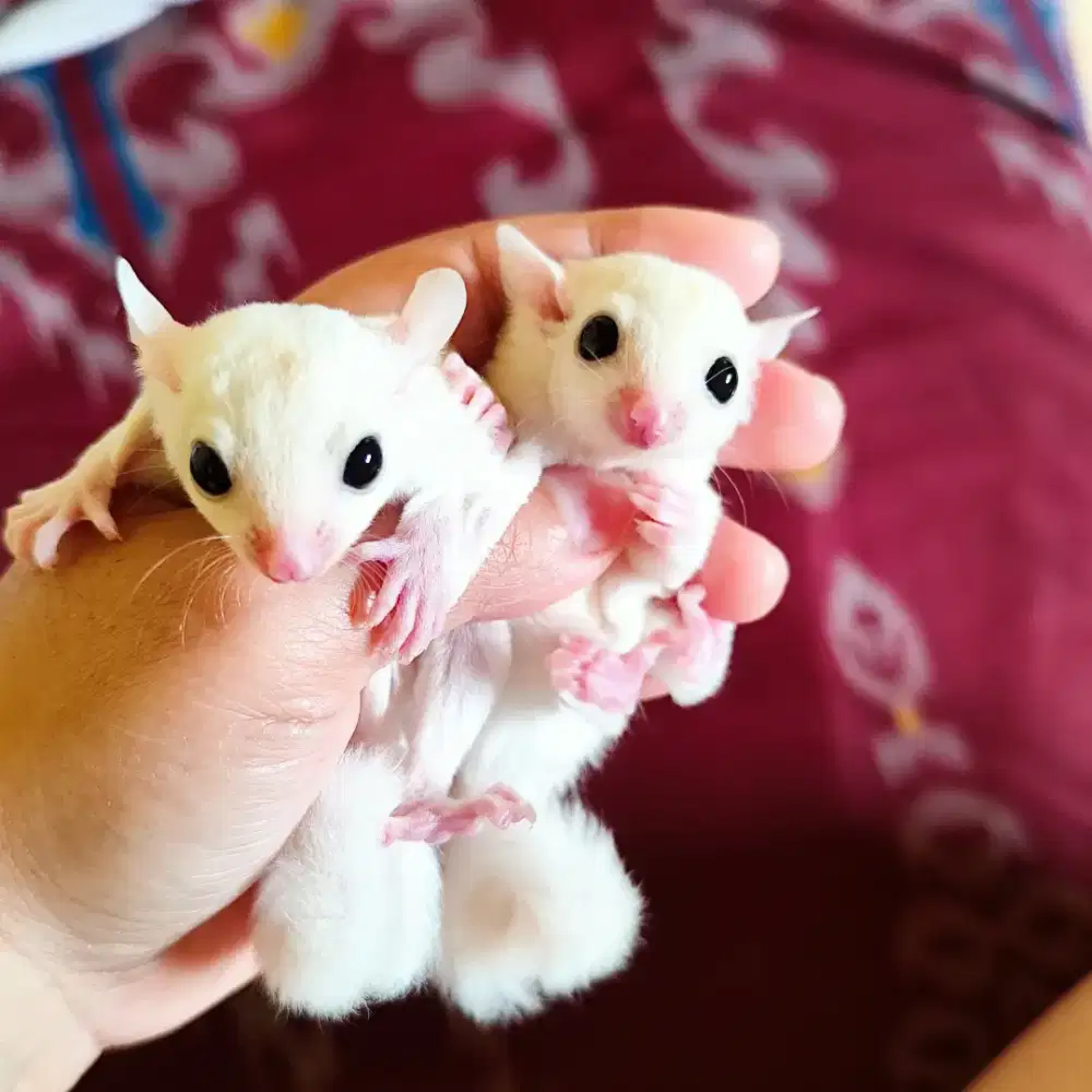 Sugar glider leucistic sepasang