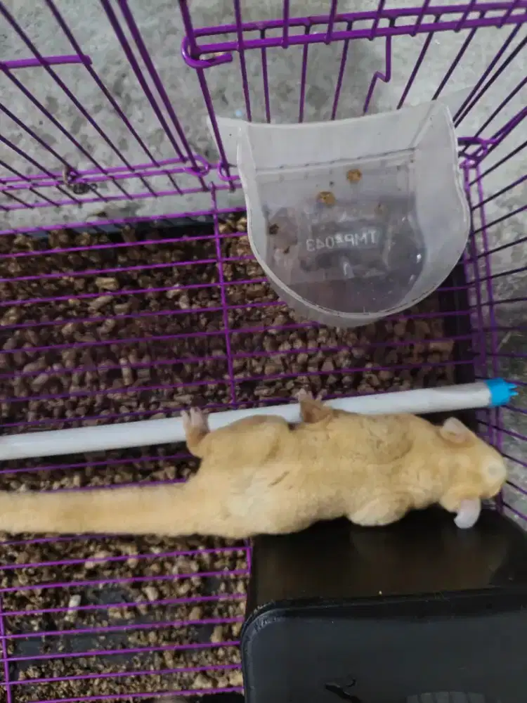 Sugar glider sepasang