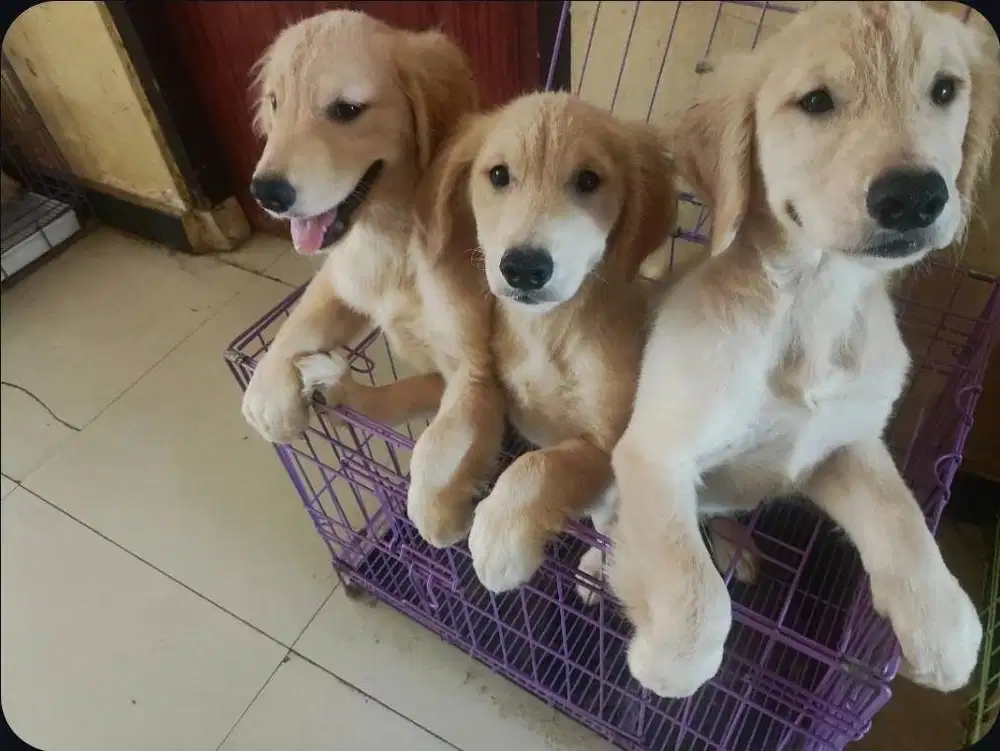 Puppy Golden Retriver Lincah